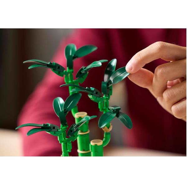 Bambù Del Buon Auspicio - immagine 4