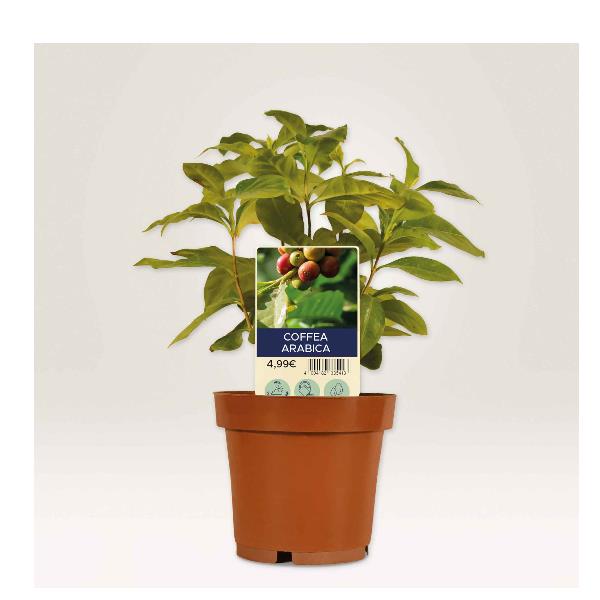 Cf120 Cartellini P/Piante100X20 - immagine 3